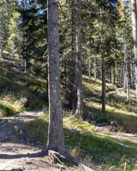 [Translate to English:] aschbach naturnser alm 04803