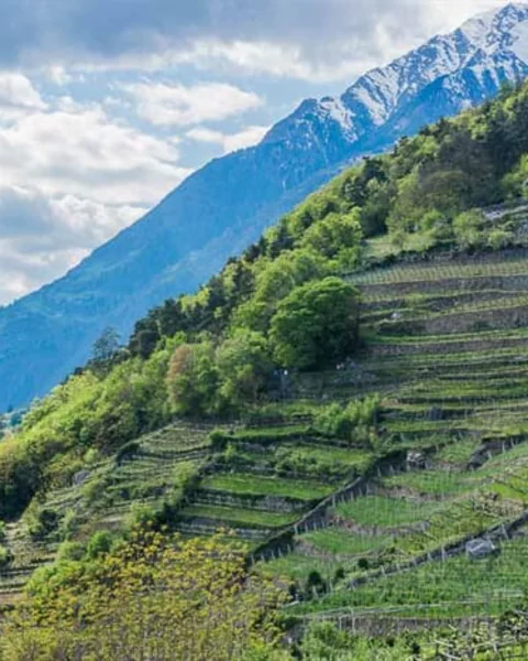 [Translate to English:] Wanderung von Algund nach Vellau