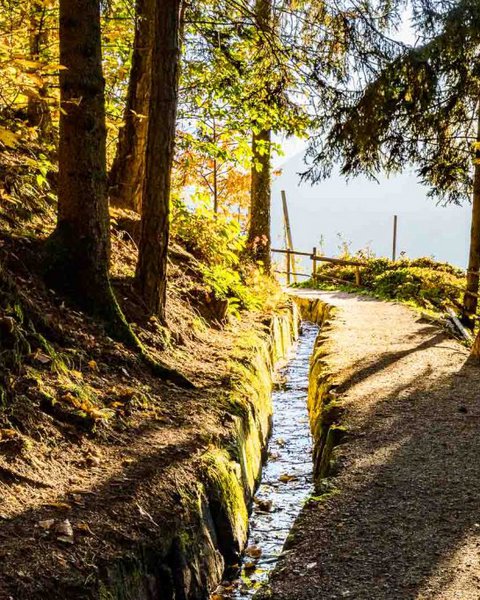 [Translate to English:] Waal im Wald am Schennaberg