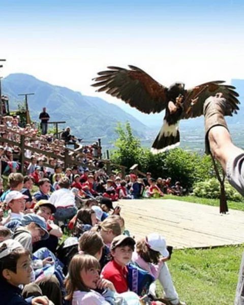[Translate to English:] Besuch der Greifvogelschau