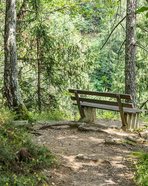 [Translate to English:] Rastbank im Wald am Riffianer Waalweg