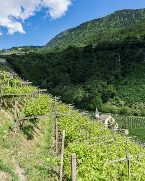 [Translate to English:] Von Meran zum St. Kathrein Kirchlein in Hafling